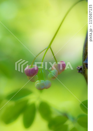 家の周りの草花　四季の色々　近くの雑木林に小さなピンクのアケビの花が咲きました 115087135