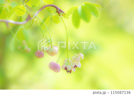 家の周りの草花　四季の色々　近くの雑木林に小さなピンクのアケビの花が咲きました 115087136