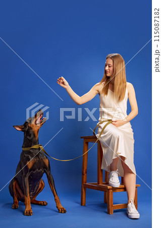 Portrait of charming young woman training her big purebred Doberman pet sitting on wooden stool against deep blue studio background. Portrait of charming young woman training her big purebred Doberman pet sitting on wooden stool against deep blue studio background. 115087182