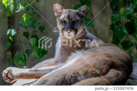 ピューマ 115087456