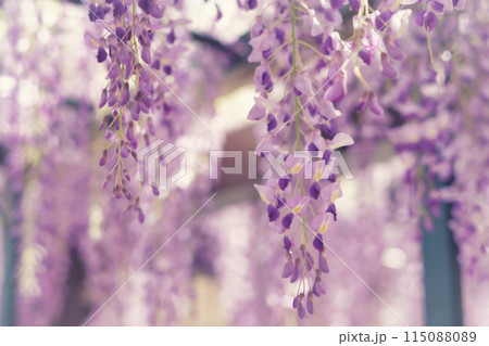 満開の藤花 115088089