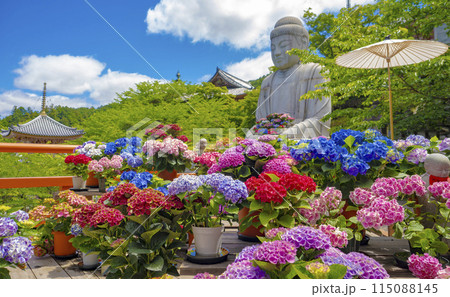 壺阪寺のあじさゐ回廊が満開 115088145