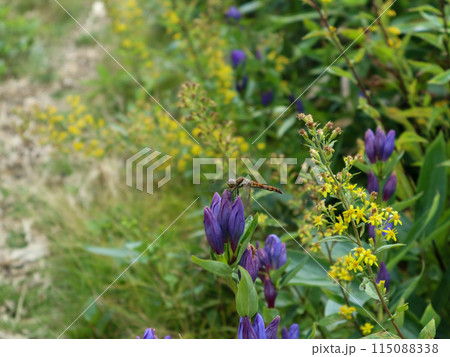 リンドウにとまるアキアカネとアキノキリンソウ 115088338