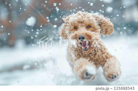 Labradoodle joyfully running through the snow on a winter day 115088543