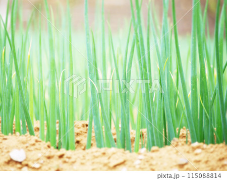 一面のねぎ畑 115088814