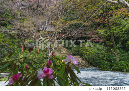 奈良 室生寺 シャクナゲと新緑の鎧坂 115088865