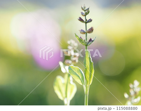新緑の前に咲くセージの花 115088880