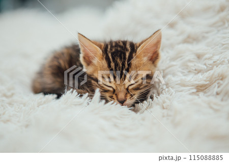 Little marble bengal kitten sleeping on the white fury blanket Little marble bengal kitten sleeping on the white fury blanket 115088885