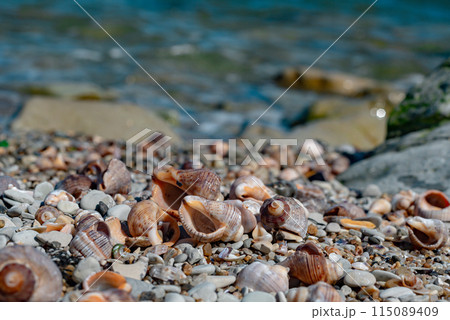 Rapana shells on sand against the background of the sea 115089409