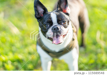 ボストンテリア 115089548