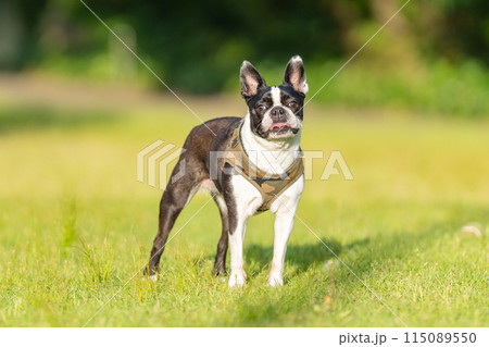 ボストンテリア 115089550