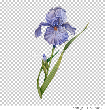 Iris flower, hand-drawn. Isolated on a white background. Watercolor botanical illustration. A summer Provencal flower. Perfect for invitations, posters, stationery and interior decor elements. 115089852
