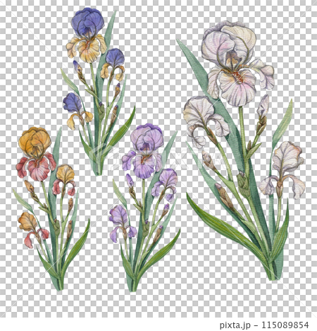 Set of watercolor iris flowers in various colors. Botanical illustration with white background. Collection Provence. Detailed and realistic. Floral design for poster, greeting card, invitation. 115089854