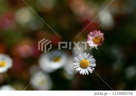 エリゲロン(源平小菊) エリゲロン(源平小菊) 115090559