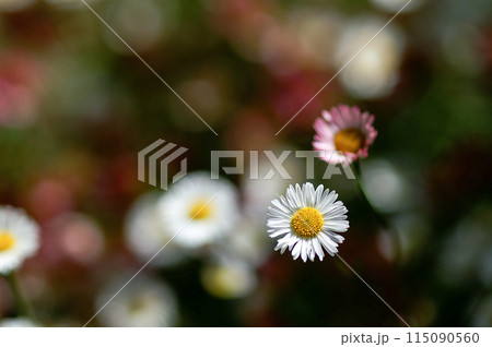 エリゲロン(源平小菊) 115090560