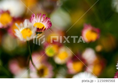 エリゲロン(源平小菊) エリゲロン(源平小菊) 115090568