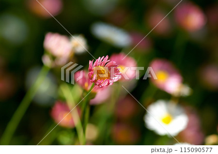 エリゲロン(源平小菊) エリゲロン(源平小菊) 115090577