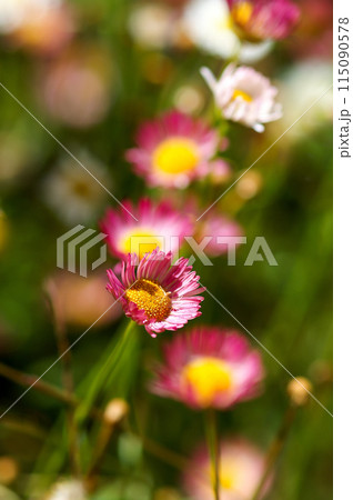 エリゲロン(源平小菊) 115090578