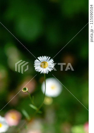 エリゲロン(源平小菊) エリゲロン(源平小菊) 115090584