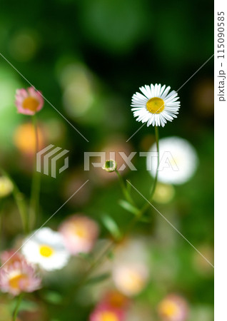 エリゲロン(源平小菊) エリゲロン(源平小菊) 115090585