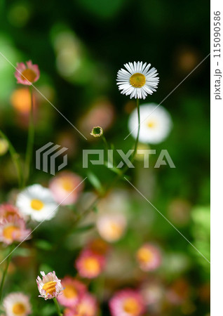 エリゲロン(源平小菊) 115090586