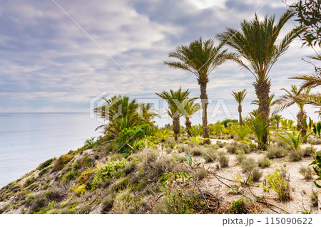 Palm trees on sea coast 115090622