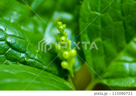 一人静の実 一人静の実 115090721