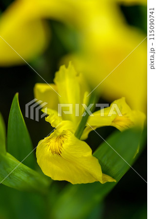 信濃川・やすらぎ堤の黄菖蒲(きしょうぶ)の花 115090741