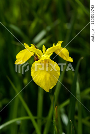 信濃川・やすらぎ堤の黄菖蒲(きしょうぶ)の花 115090742