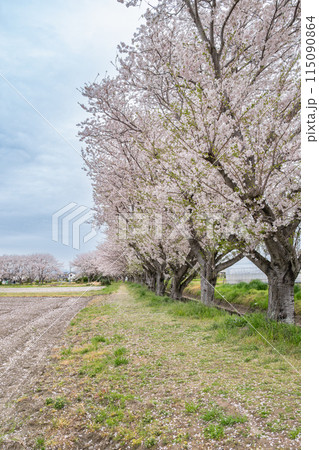 磐田市の満開の桜の花びらが落ちた道(静岡県) 磐田市の満開の桜の花びらが落ちた道(静岡県) 115090864