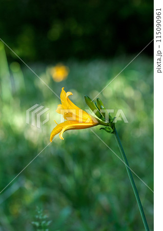 萱草の花 萱草の花 115090961