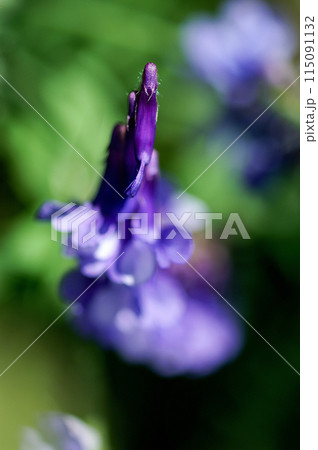 弱草藤 弱草藤 115091132