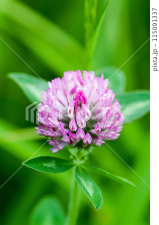 赤詰草 赤詰草 115091337