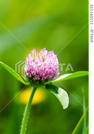 赤詰草 115091338