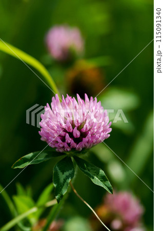 赤詰草 赤詰草 115091340