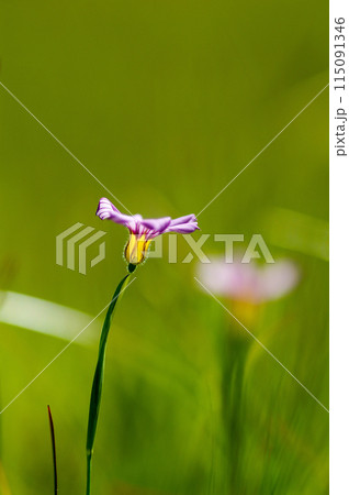 庭石菖 (にわぜきしょう)  115091346