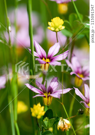 庭石菖 (にわぜきしょう)  115091347