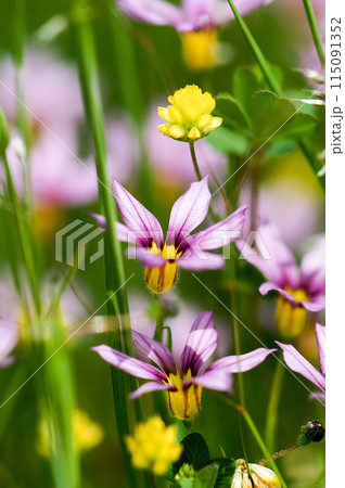 庭石菖 (にわぜきしょう)  115091352