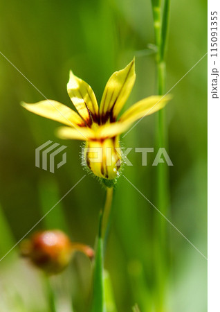 庭石菖(にわぜきしょう)の黄花 庭石菖(にわぜきしょう)の黄花 115091355