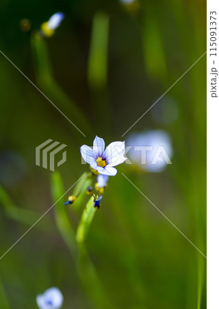 庭石菖(にわぜきしょう)の白花 庭石菖(にわぜきしょう)の白花 115091373
