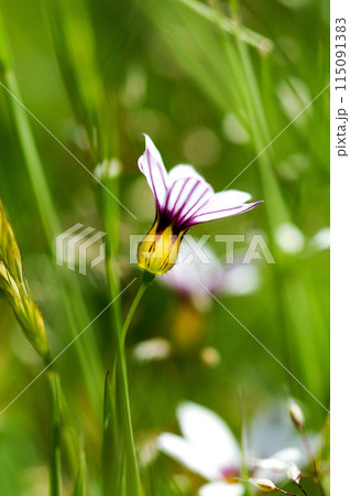 庭石菖(にわぜきしょう)の白花 115091383