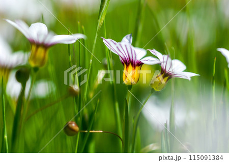 庭石菖(にわぜきしょう)の白花 115091384