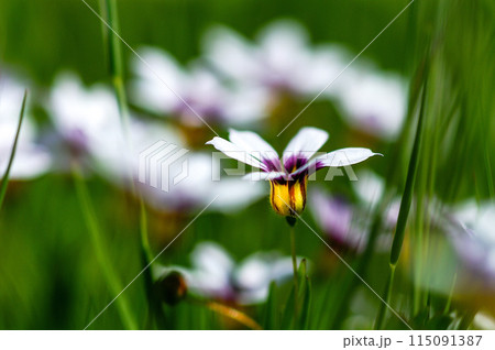 庭石菖(にわぜきしょう)の白花 115091387