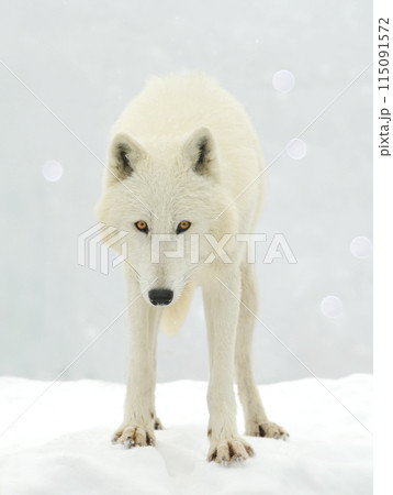 white polar wolf on a background of snow white polar wolf on a background of snow 115091572