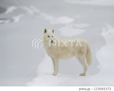 white polar wolf on a background of snow white polar wolf on a background of snow 115091573