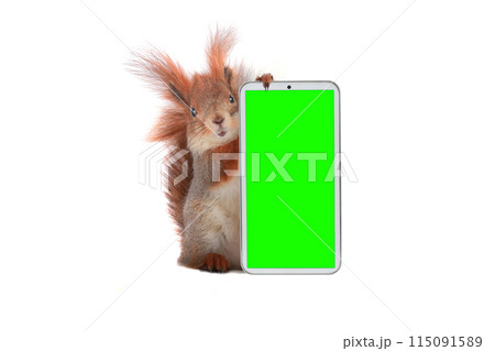 squirrel with mobile phone on a white background with green screen squirrel with mobile phone on a white background with green screen 115091589