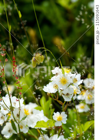 信濃川・やすらぎ堤の野薔薇の花 115091643