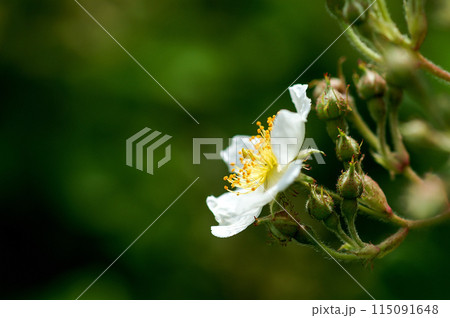 信濃川・やすらぎ堤の野薔薇の花 115091648