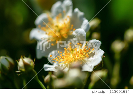 信濃川・やすらぎ堤の野薔薇の花 信濃川・やすらぎ堤の野薔薇の花 115091654