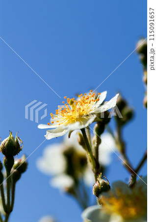 信濃川・やすらぎ堤の野薔薇の花 115091657